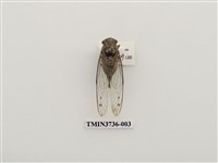 藏品(寒蟬)的圖片